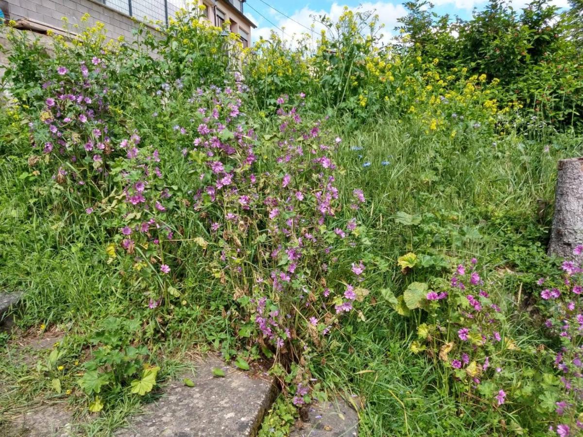 Ferienhaus Fraeulein Frenz Bollendorf Esterno foto